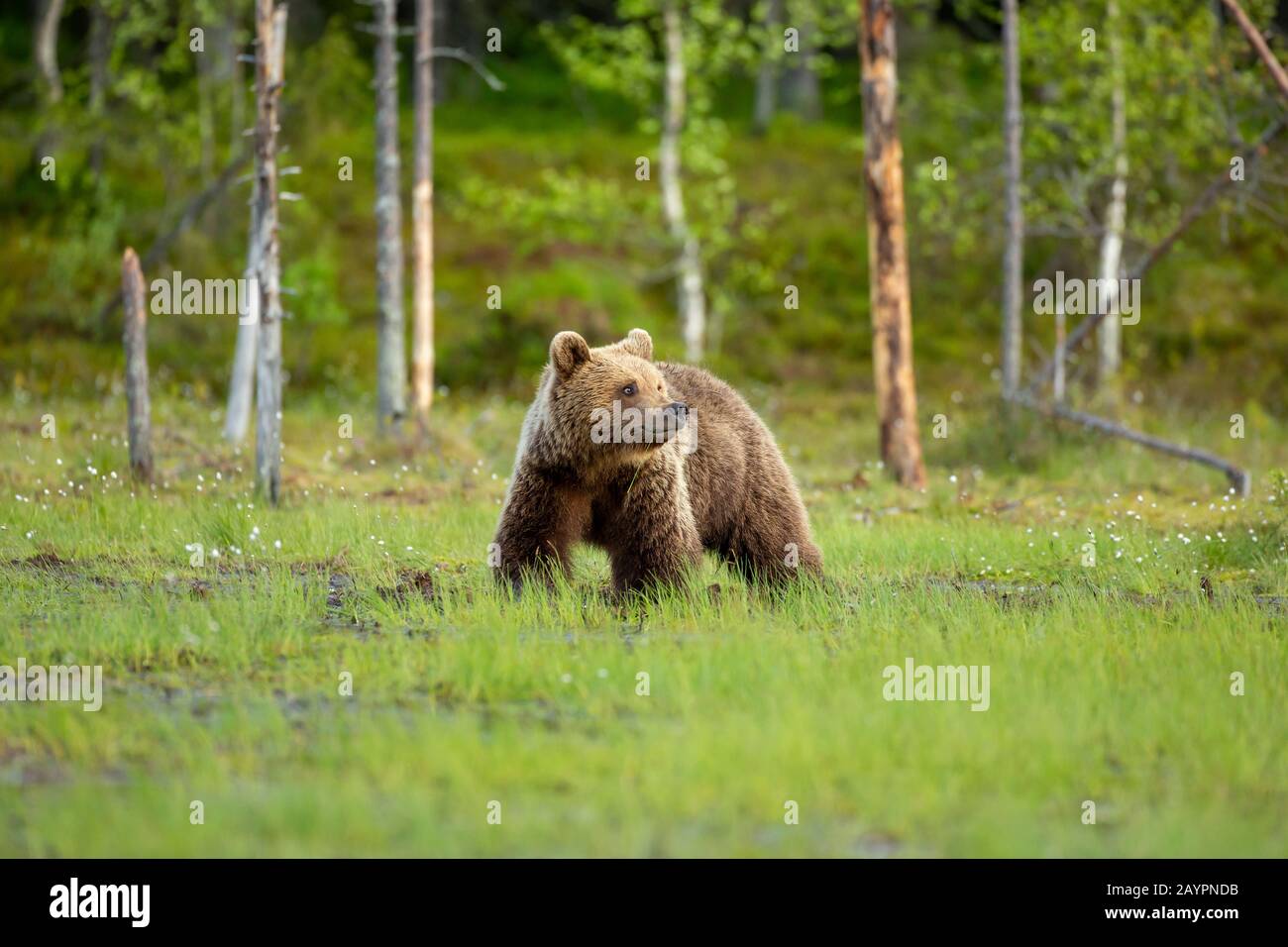 Eurasian brown bear (Ursus arctos arctos) at last light Stock Photo - Alamy