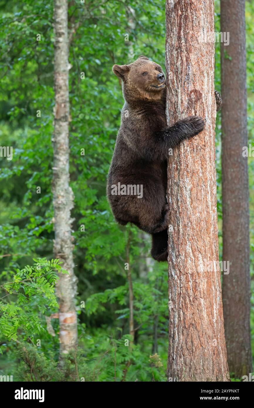 Eurasian brown bear (Ursus arctos arctos) adult climbing a tree Stock ...