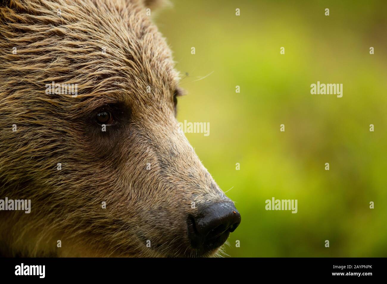 Eurasian brown bear (Ursus arctos arctos) portrait Stock Photo