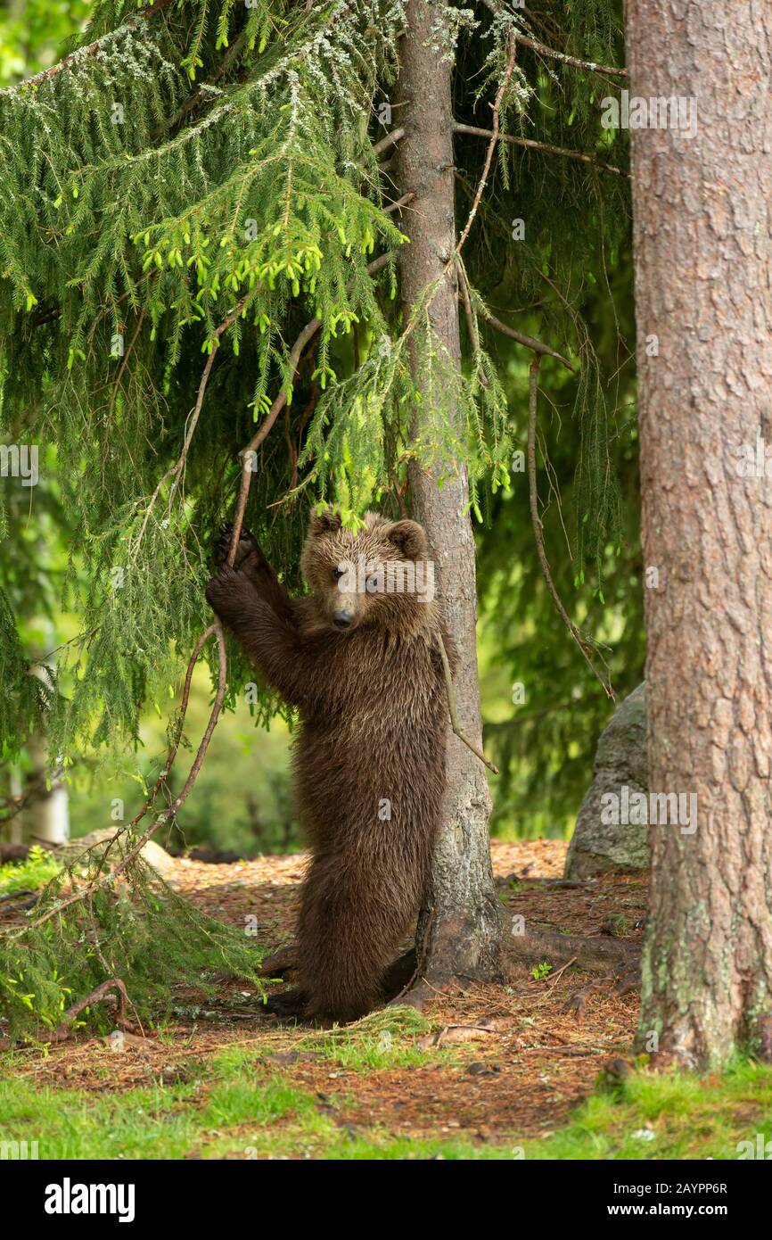 Eurasian brown bear (Ursus arctos arctos) scratching on a tree Stock Photo