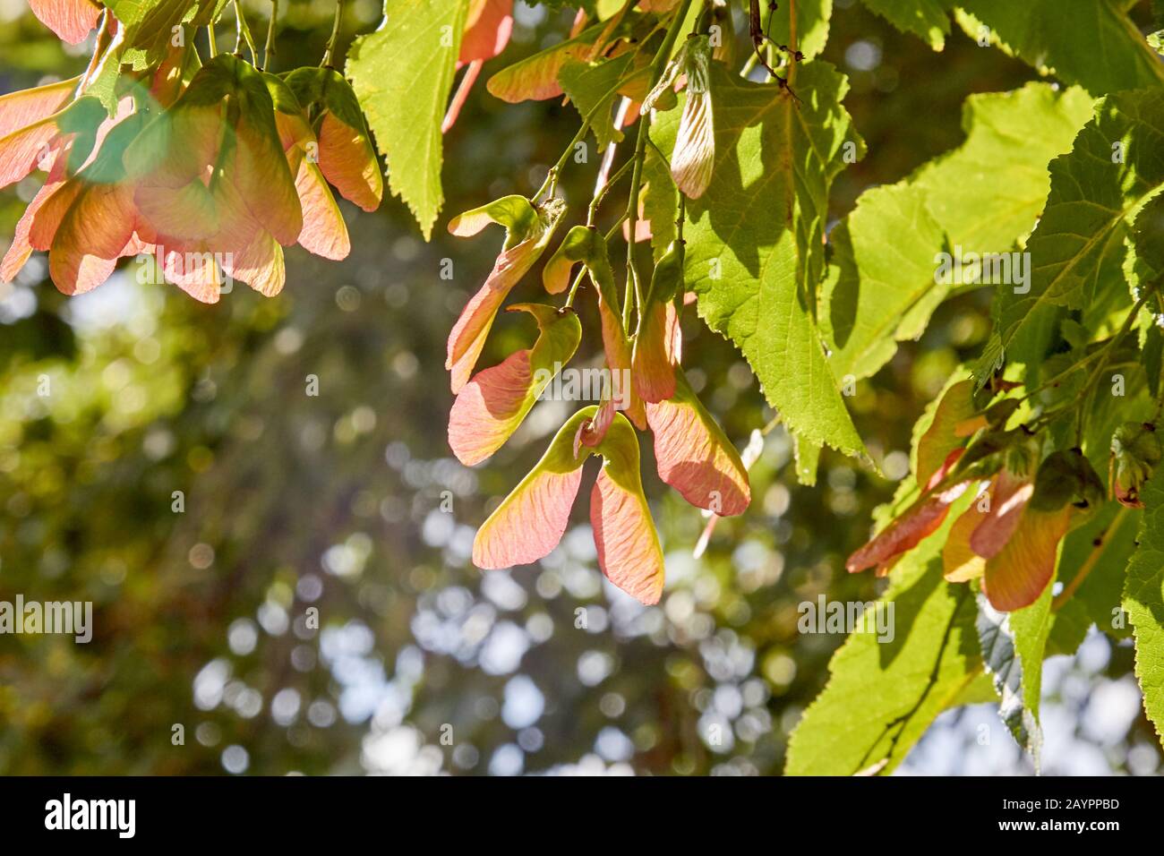 Maple Holly or maple sycamore or Maple platanolistny lat Acer platanoides a species of the genus Maple Acerfamily Sapindaceae. Stock Photo