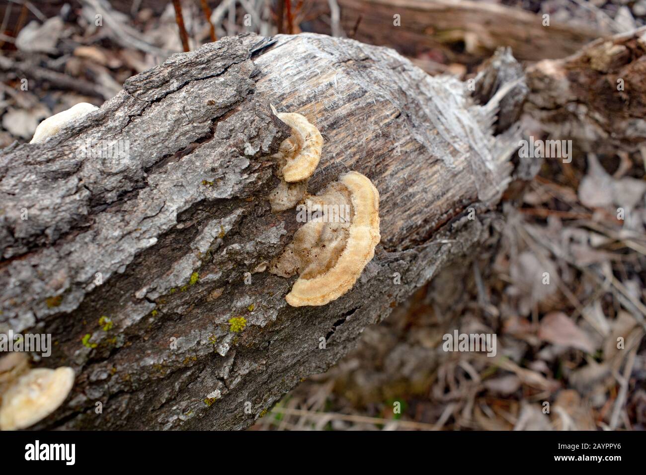 Trog's tramete. The fruiting body of a white rot fungus, Trametes trogiii, growing on a beaver killed black cottonwood tree, along the banks of the Ko Stock Photo