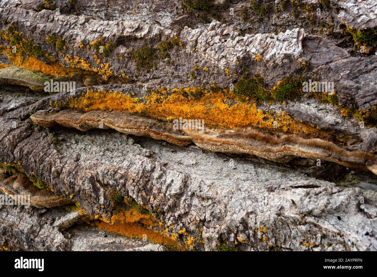 The fruiting body of a white rot fungus, Trametes trogii, with orange lichen and green moss, on the trunk of a dead black cottonwood tree. Stock Photo