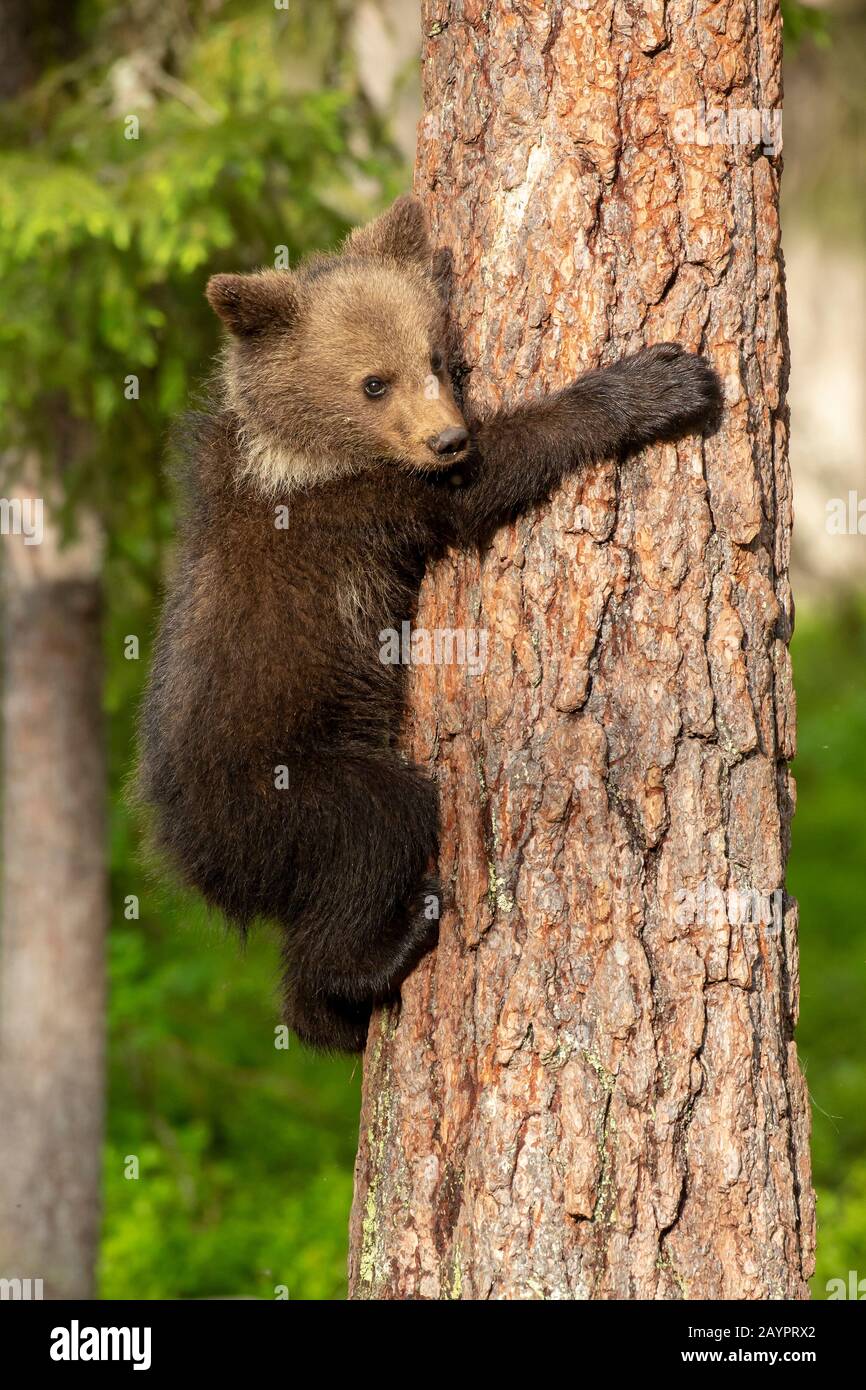 Eurasian brown bear (Ursus arctos arctos) cub hugging a tree Stock Photo