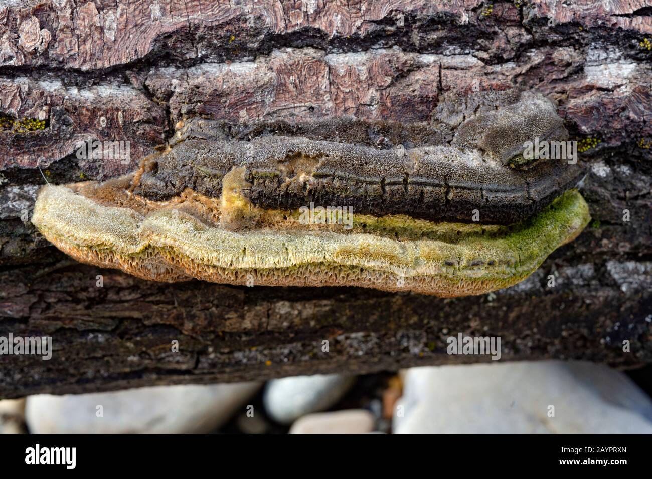 Trog's tramete. The fruiting body of a white rot fungus, Trametes trogii, growing on the trunk of a dead black cottonwood tree. Stock Photo