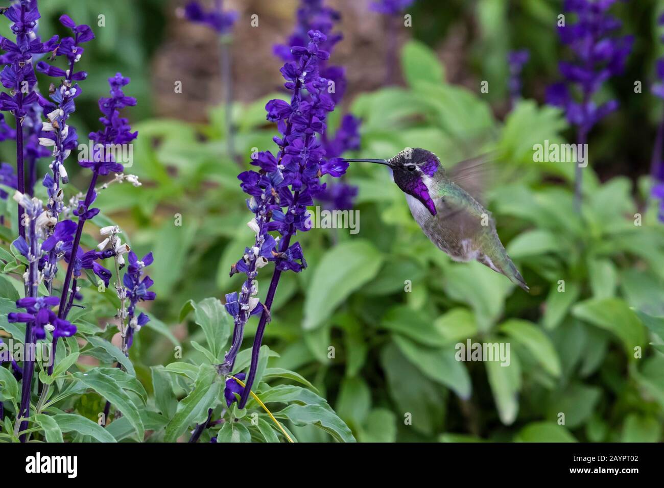 Costa's Hummingbird (calypte costae) hovering; bright purple head, feeding on purple flowers. In Arizona's Sonoran desert. Stock Photo