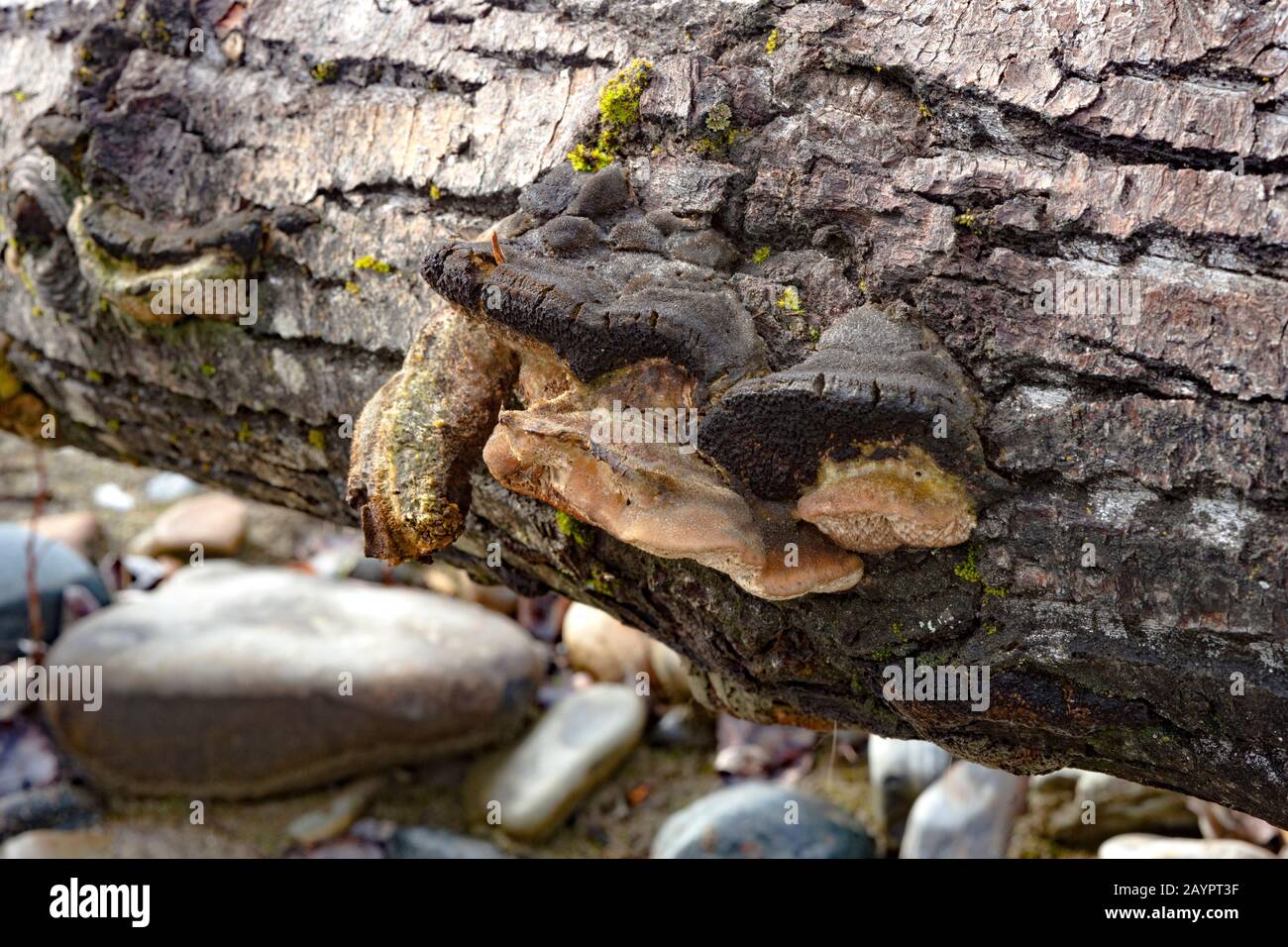 Trametella trogii hires stock photography and images Alamy