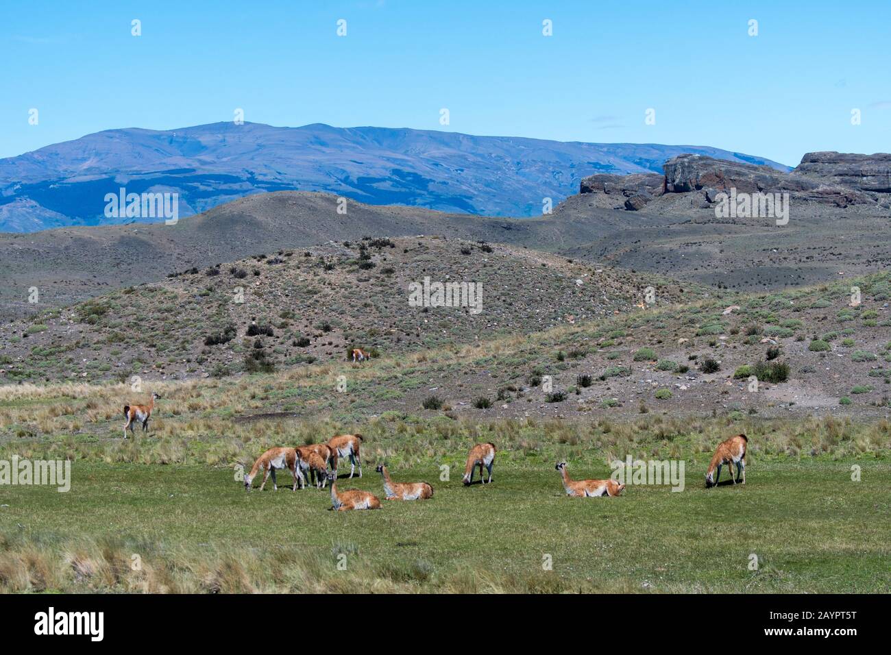 A group of guanacos (Lama guanicoe) grazing in Torres del Paine National Park in southern Chile. Stock Photo