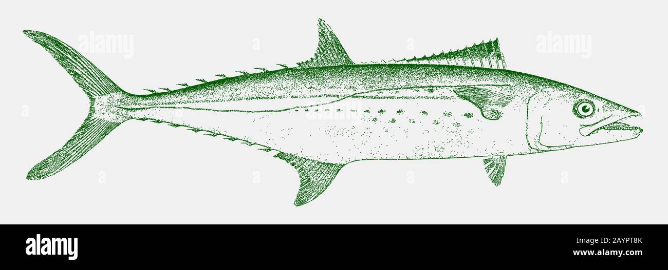 Cero or pintado, scomberomorus regalis, a fish from the atlantic ocean in side view Stock Vector