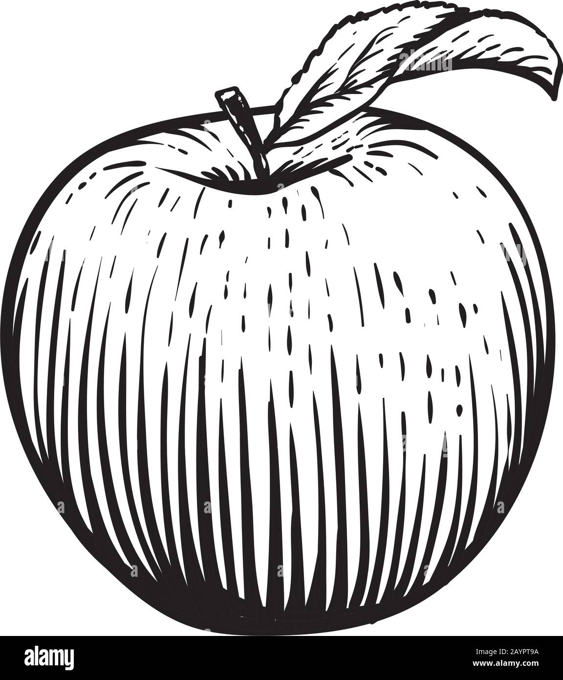 Premium Vector | Apple fruit set. engraved black white apples. vintage.  hand realistic drawing.