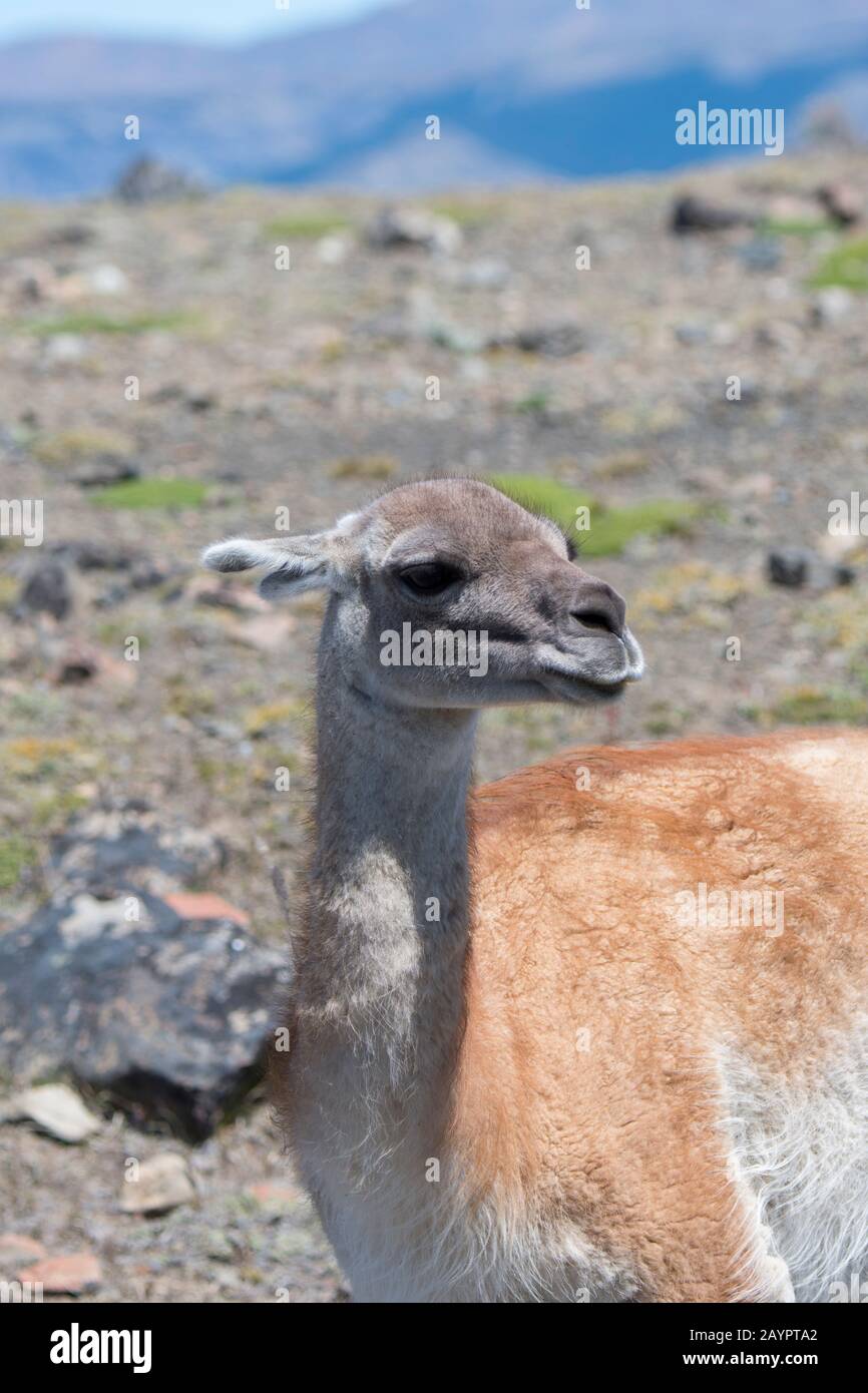 Portrait of a guanaco (Lama guanicoe) male in Torres del Paine National Park in southern Chile. Stock Photo