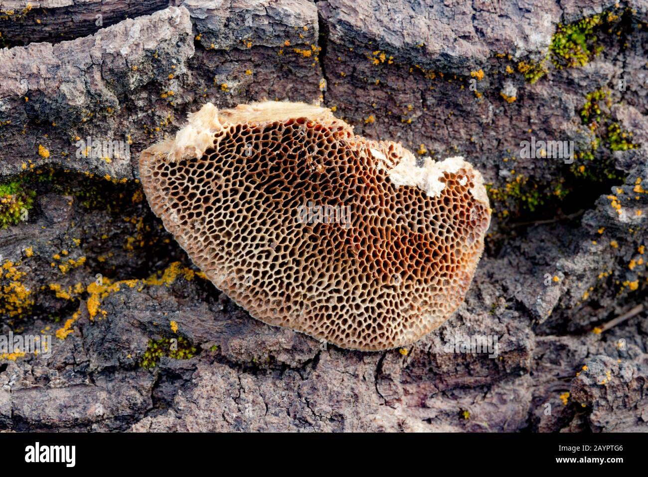 Trog's tramete. Honeycomb-like pores of a Trametes trogii mushroom, that was growing on the trunk of a dead black cottonwood tree. Stock Photo