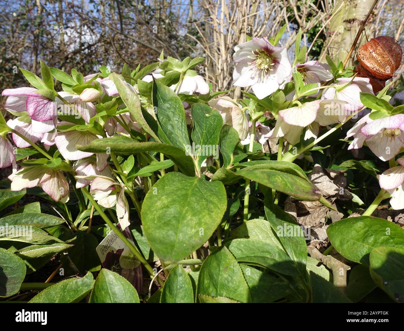 Schneerose, Christrose oder Schwarze Nieswurz (Helleborus niger) - blühende Pflanze Stock Photo