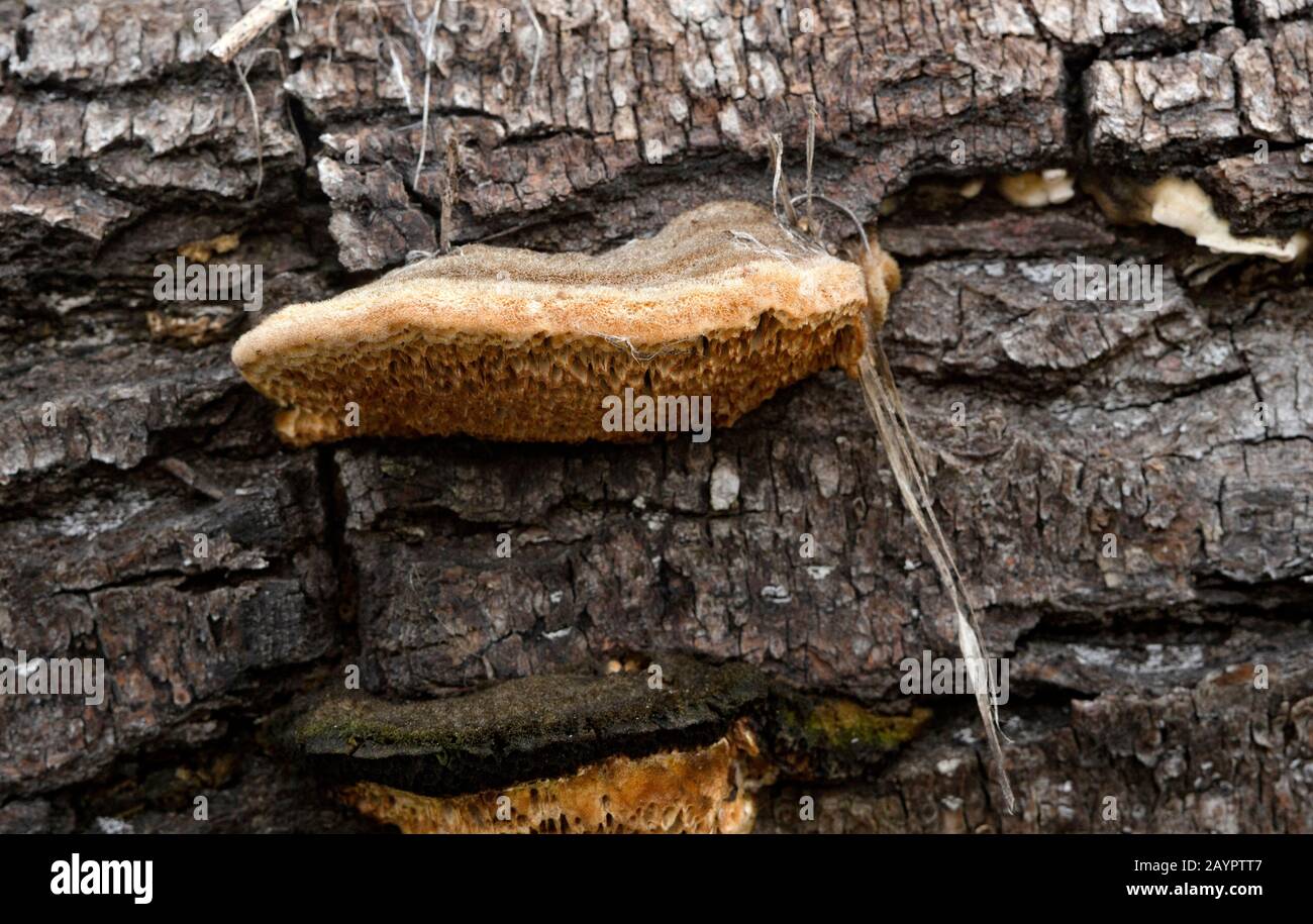 Trog's tramete. The fruiting body of a white rot fungus, Trametes trogii, growing on the trunk of a dead black cottonwood tree. Stock Photo