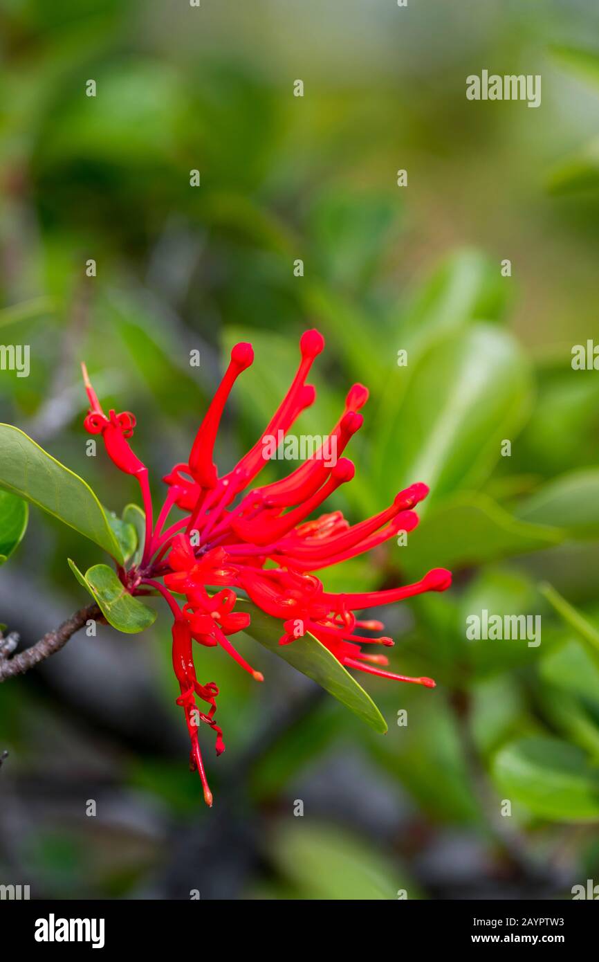 Close-up of Embothrium coccineum, commonly known as the Chilean firetree, Chilean firebush or Notro in Los Glaciares National Park near El Calafate, A Stock Photo