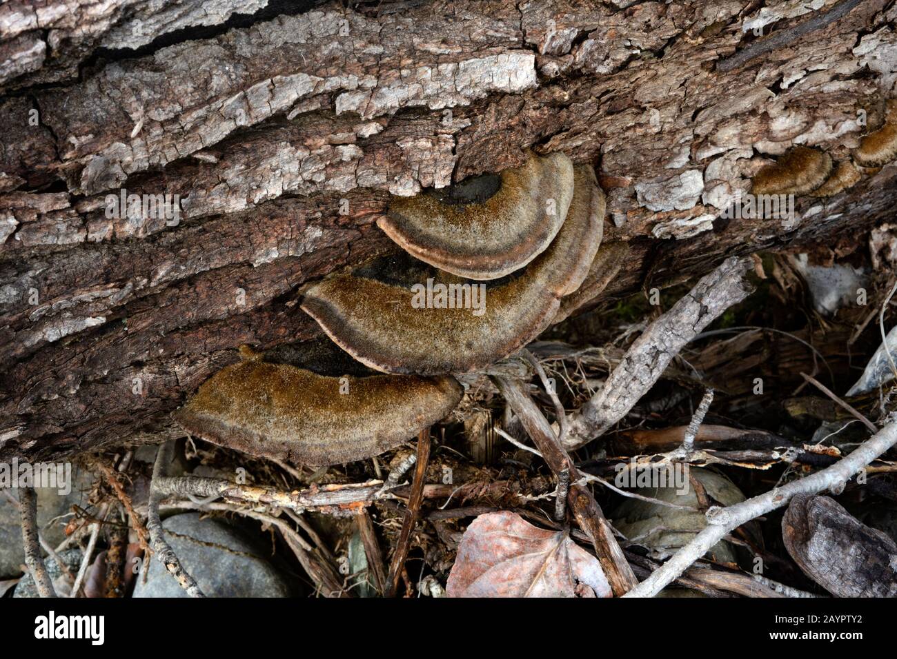 Trog's tramete. The fruiting body of a white rot fungus, Trametes trogii, growing on the trunk of a dead black cottonwood tree. Stock Photo