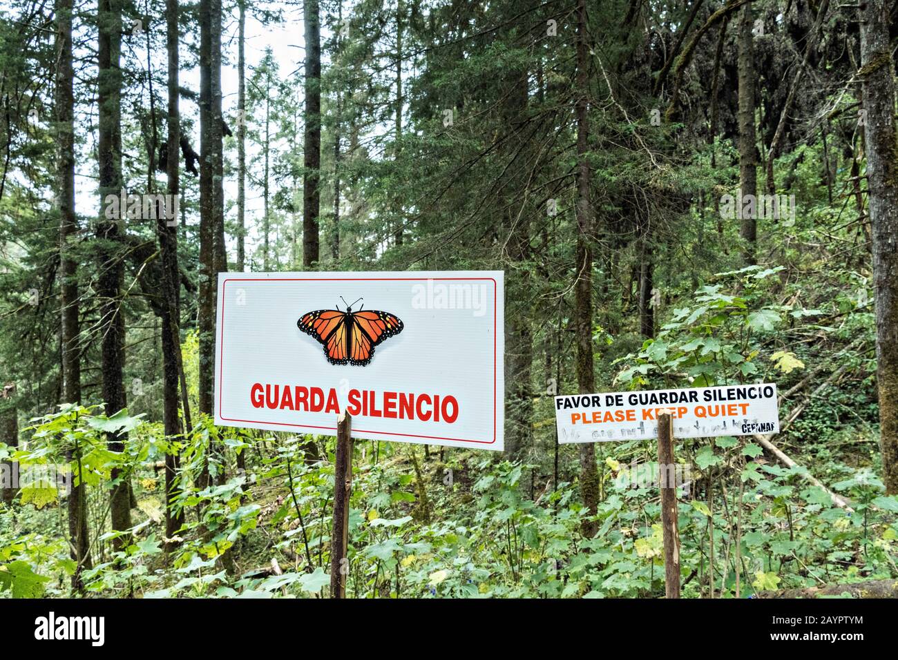 Monarch butterfly mariposa monarca danaus plexippus hires stock