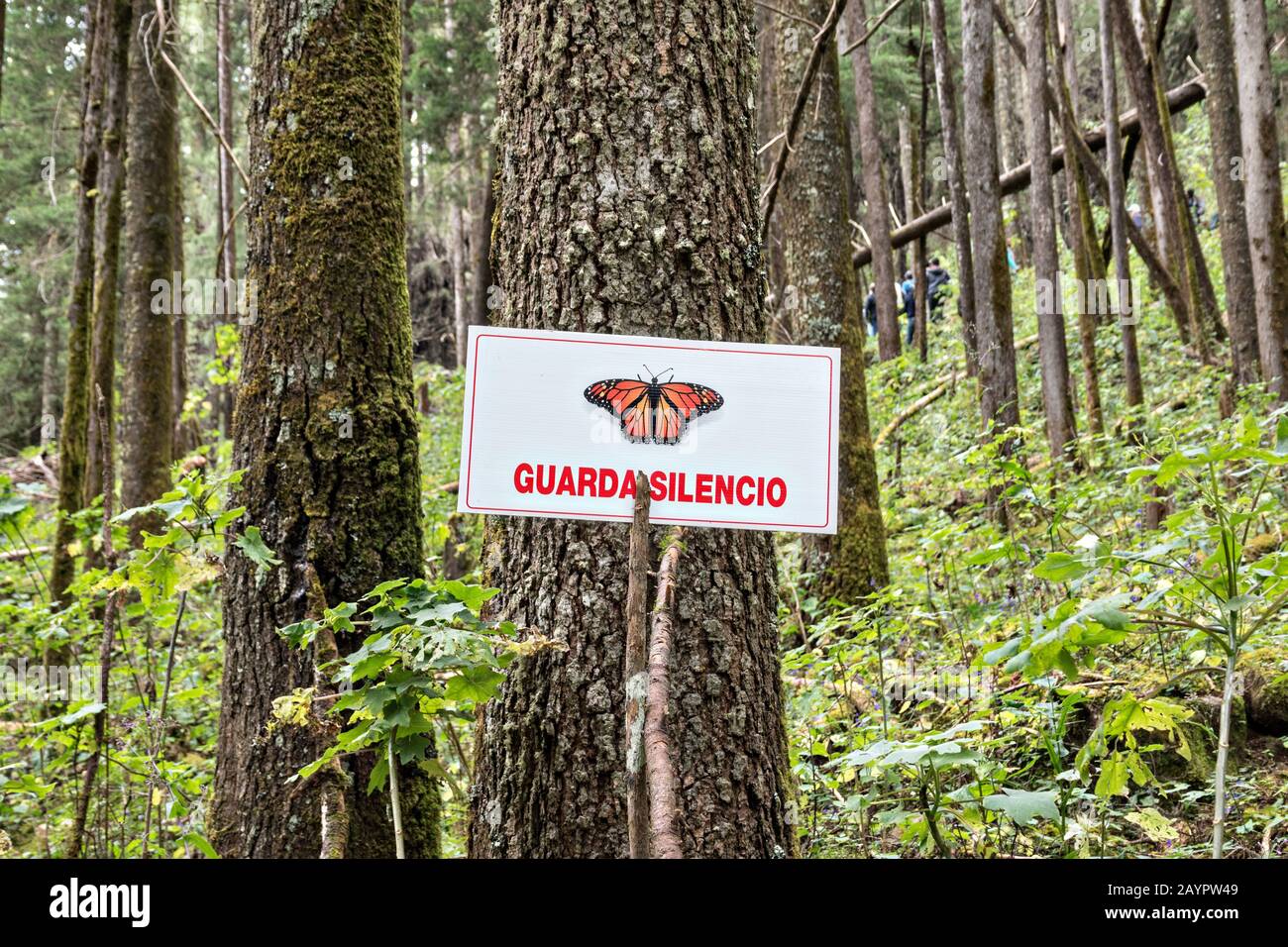 Monarch butterfly mariposa monarca danaus plexippus hires stock