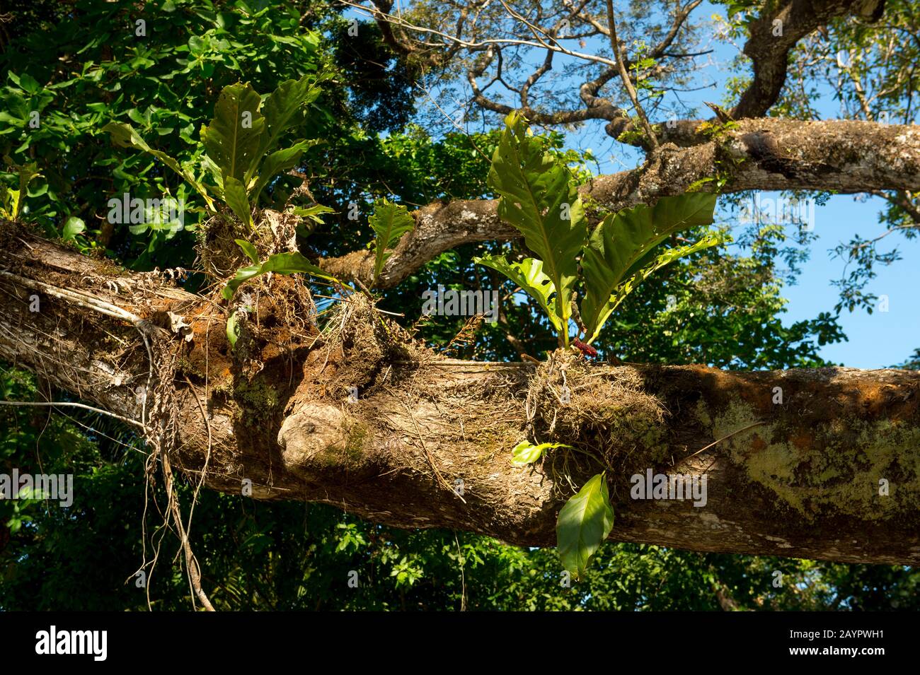 Epiphytes growing on branches of a tree in Manuel Antonio National Park in Costa Rica. Stock Photo