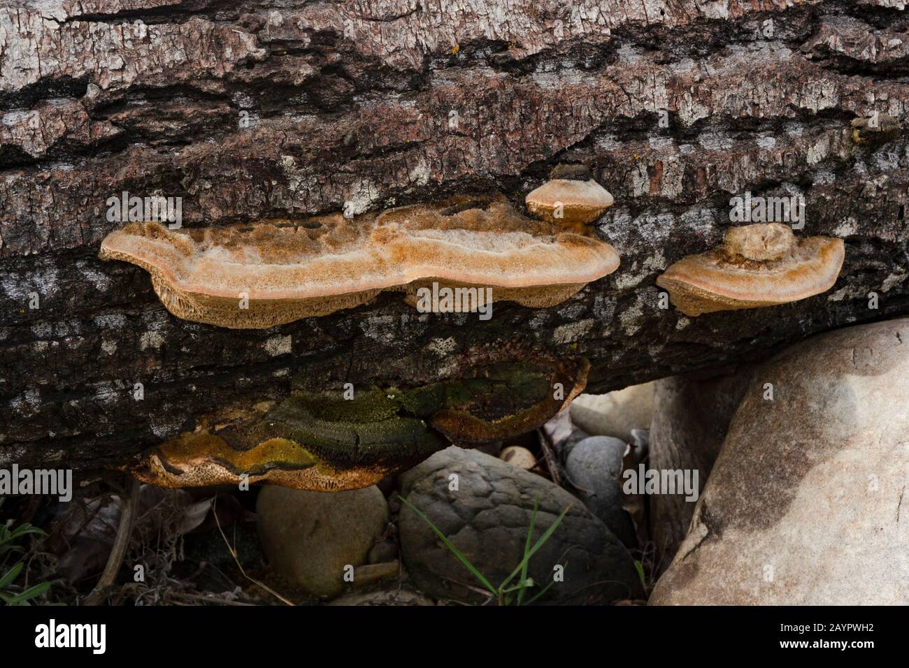 Trametes hispida hires stock photography and images Alamy