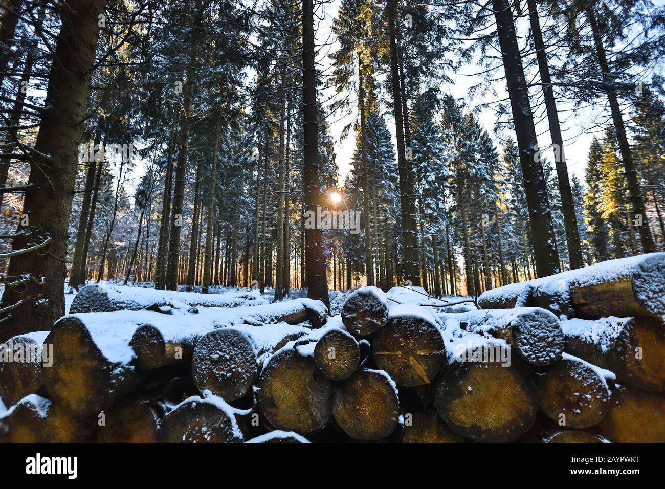 some tree logs in a winter forest Stock Photo
