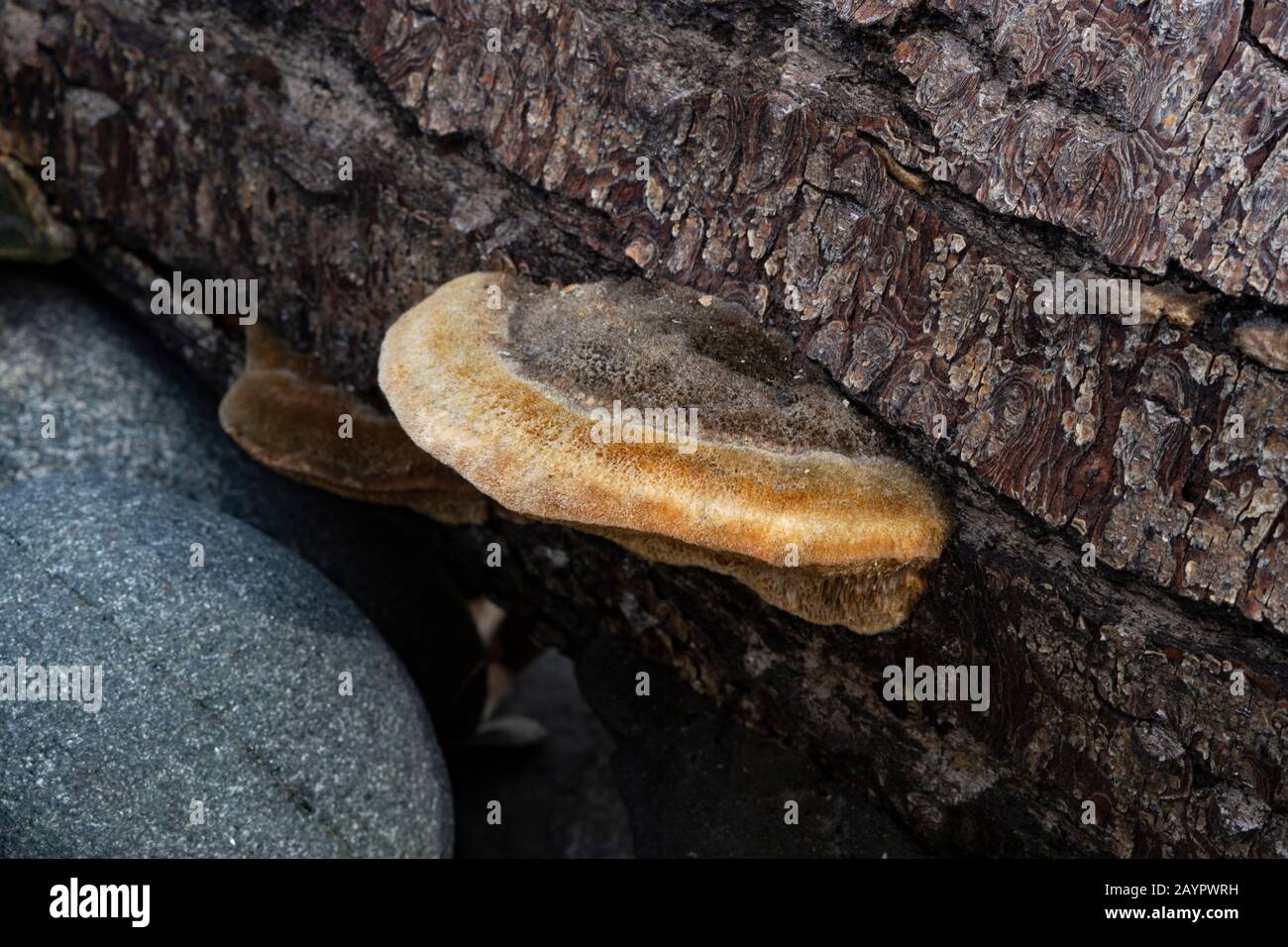 Coriolopsis trogii hires stock photography and images Alamy