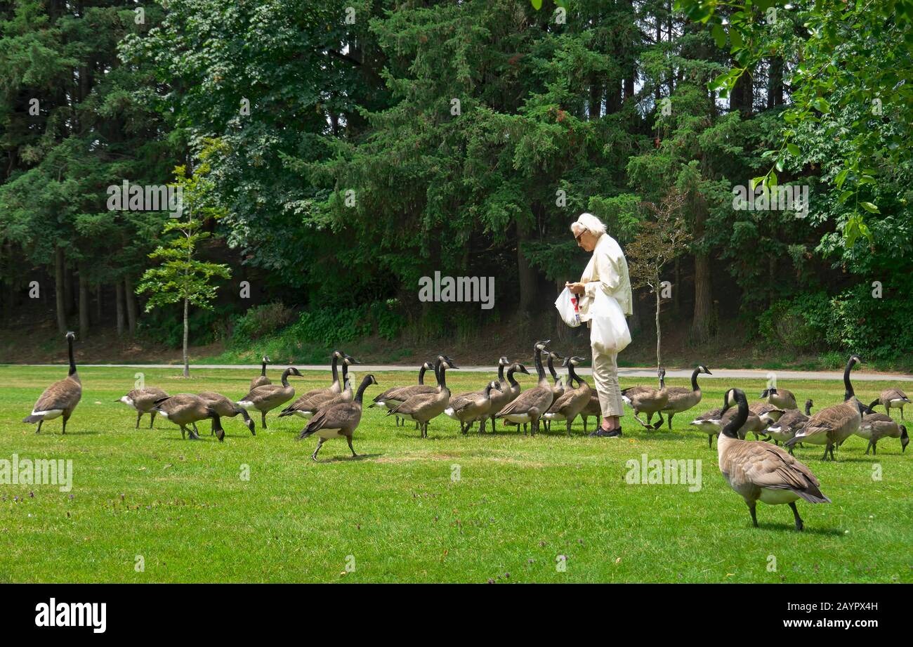 Geese on ground hi res stock photography and images Alamy