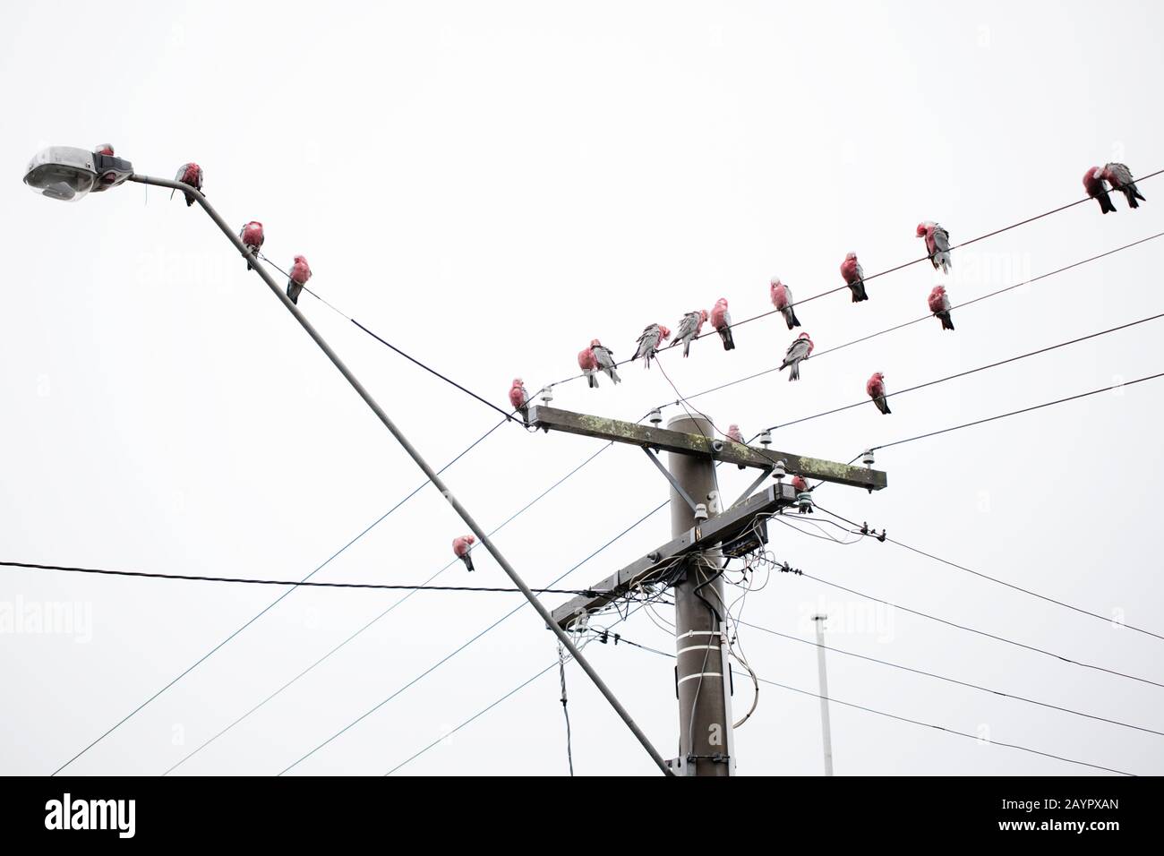 Australian pink and grey galahs (Eolophus roseicapilla) in a flock sitting on a telephone electrical wire pole on a cloudy day Stock Photo