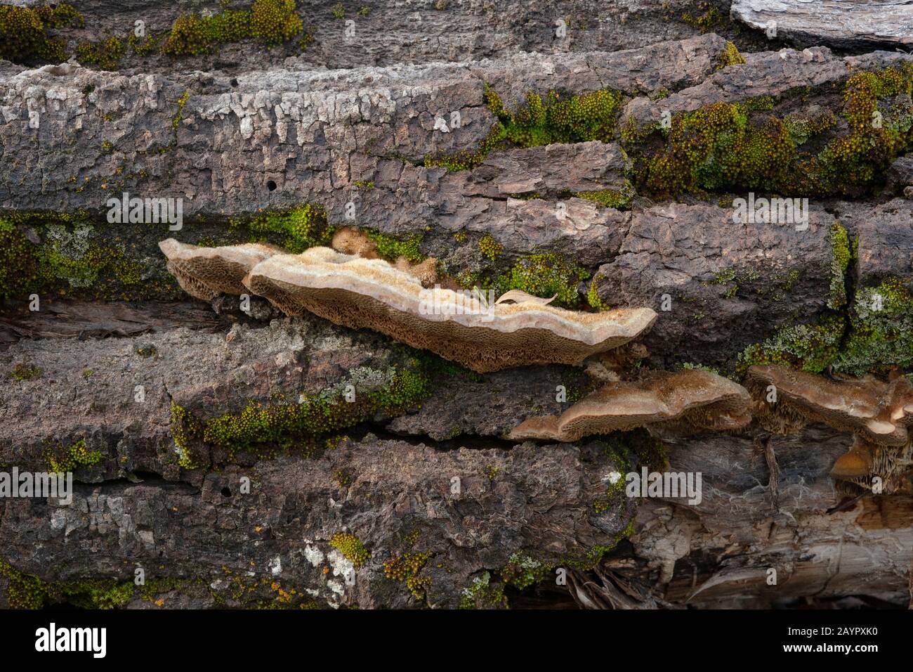 White rot fungus hires stock photography and images Alamy