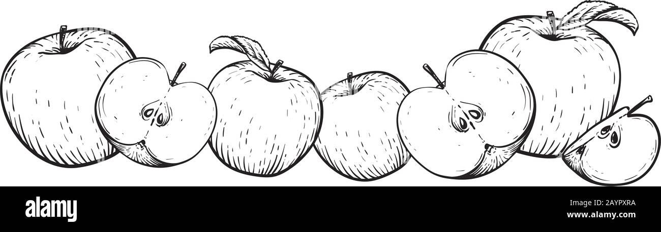 Apple fruit vector set. Frame of black white apples. Engraved vector illustration. Vintage hand realistic drawing. Stock Vector