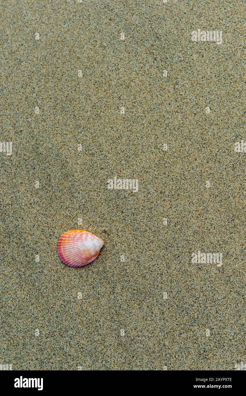 Close-up of a shell on the white sand beach of the small island of Granito de Oro in Coiba National Park in Panama. Stock Photo