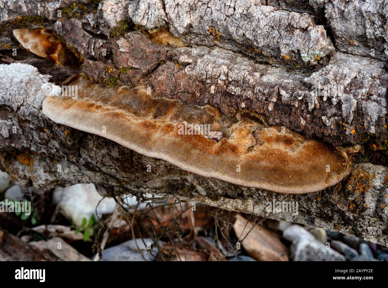 Trog's tramete. The fruiting body of a white rot fungus, Trametes trogii, growing on the trunk of a dead black cottonwood tree. Stock Photo