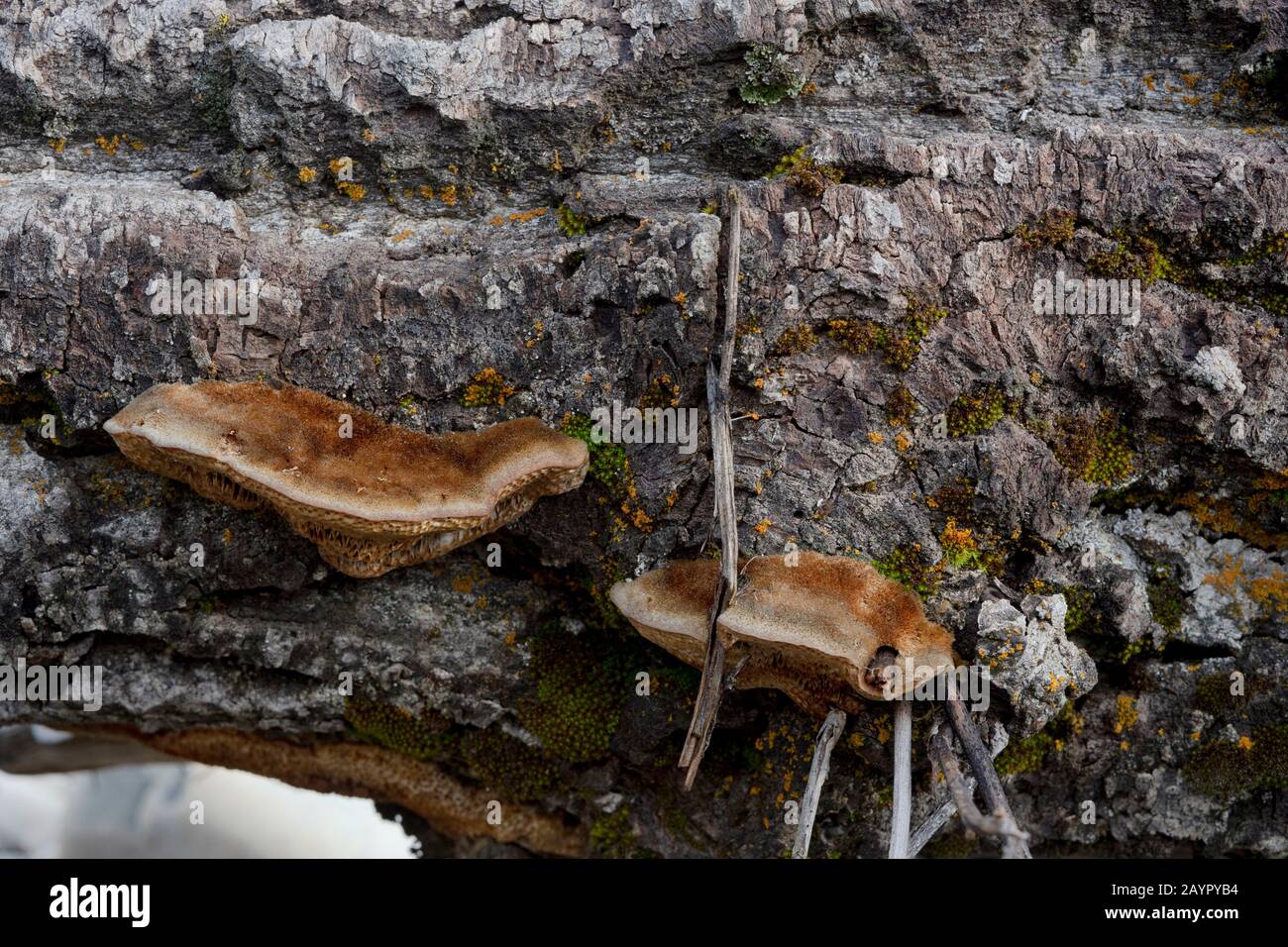 Trametes ozonioides hires stock photography and images Alamy