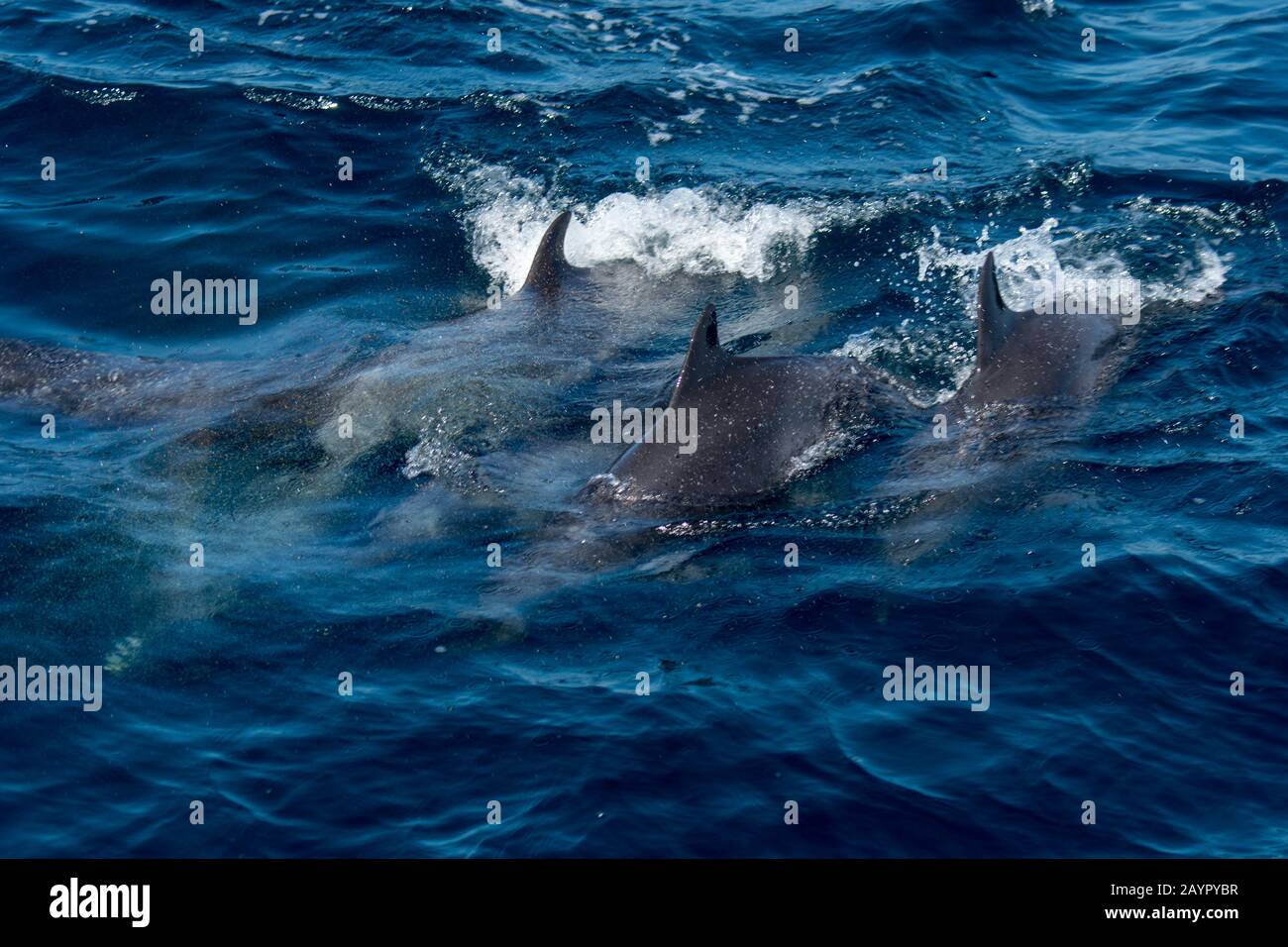 A group of pantropical spotted dolphin (Stenella attenuata) porpoising in the Pacific Ocean off the coast of Panama. Stock Photo