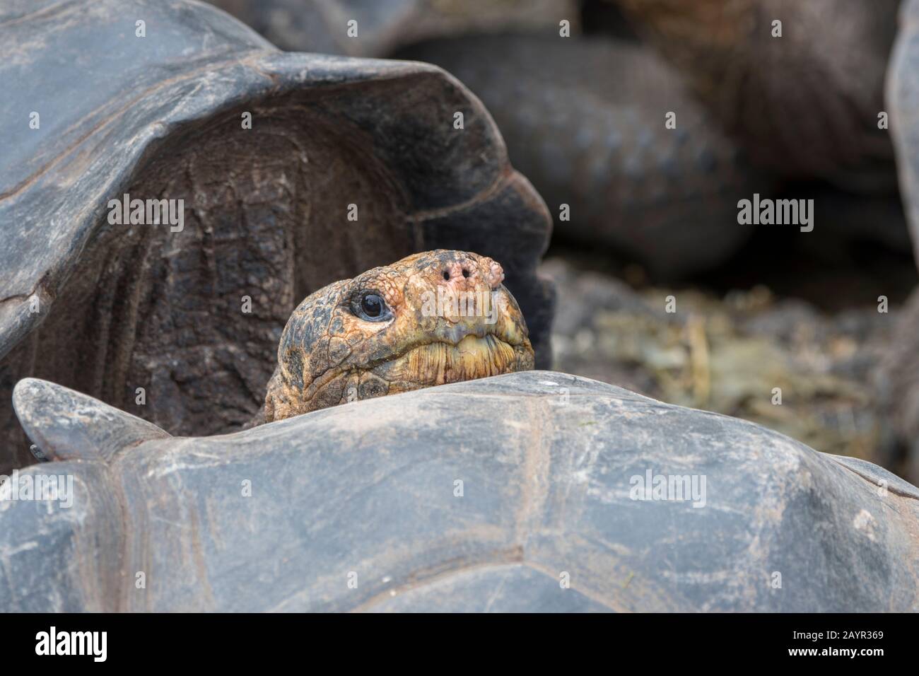 Close-up of a Giant tortoise at the Charles Darwin Research Station in Puerto Ayora on Santa Cruz Island (Indefatigable) in the Galapagos Islands, Ecu Stock Photo