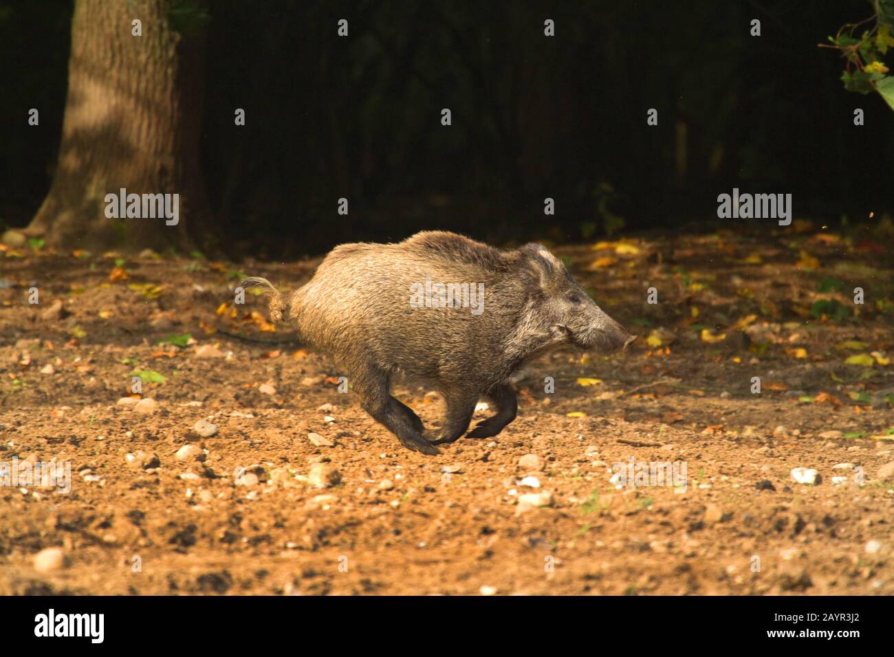 wild boar, pig, wild boar (Sus scrofa), fleeing over an acre, side view, Germany, Lower Saxony Stock Photo