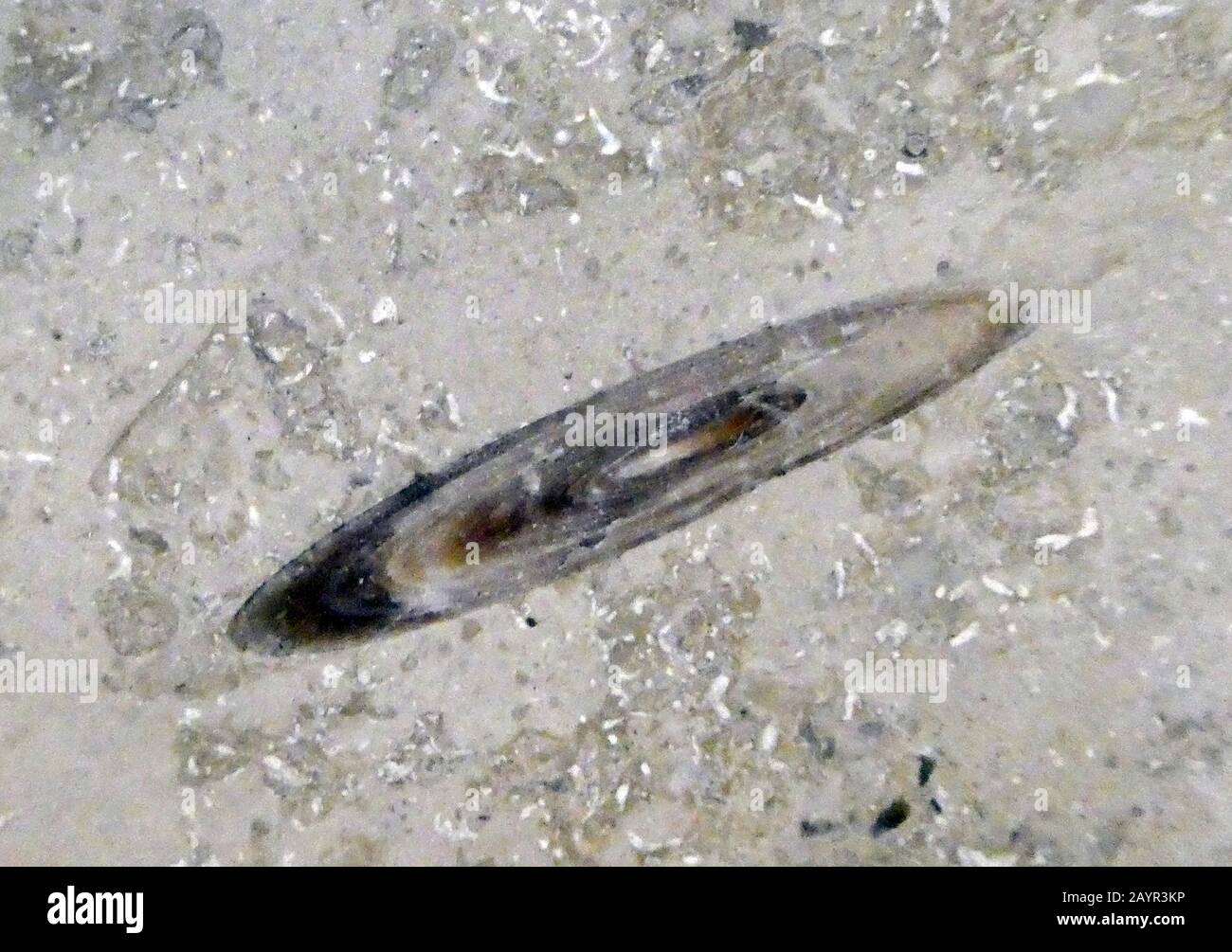 belemnite in floor of Zurich airport, Switzerland Stock Photo