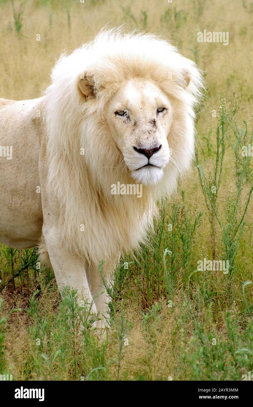 lion (Panthera leo), white lion standing in savanna, South Africa Stock Photo - Alamy lion (Panthera leo), white lion standing in savanna, South Africa Stock Photo - Alamy