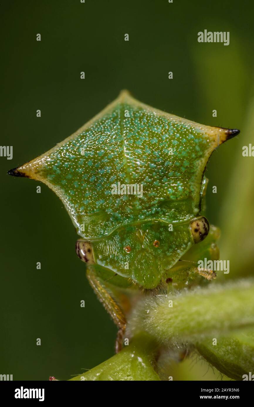 Buffalo treehopper (Stictocephala bisonia, Ceresa bisonia), portrait ...