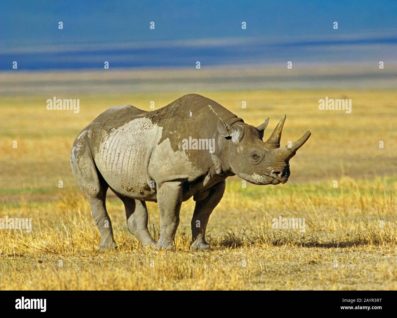 black rhinoceros, hooked-lipped rhinoceros, browse rhinoceros (Diceros bicornis), standing in the savannah, side view, Africa Stock Photo