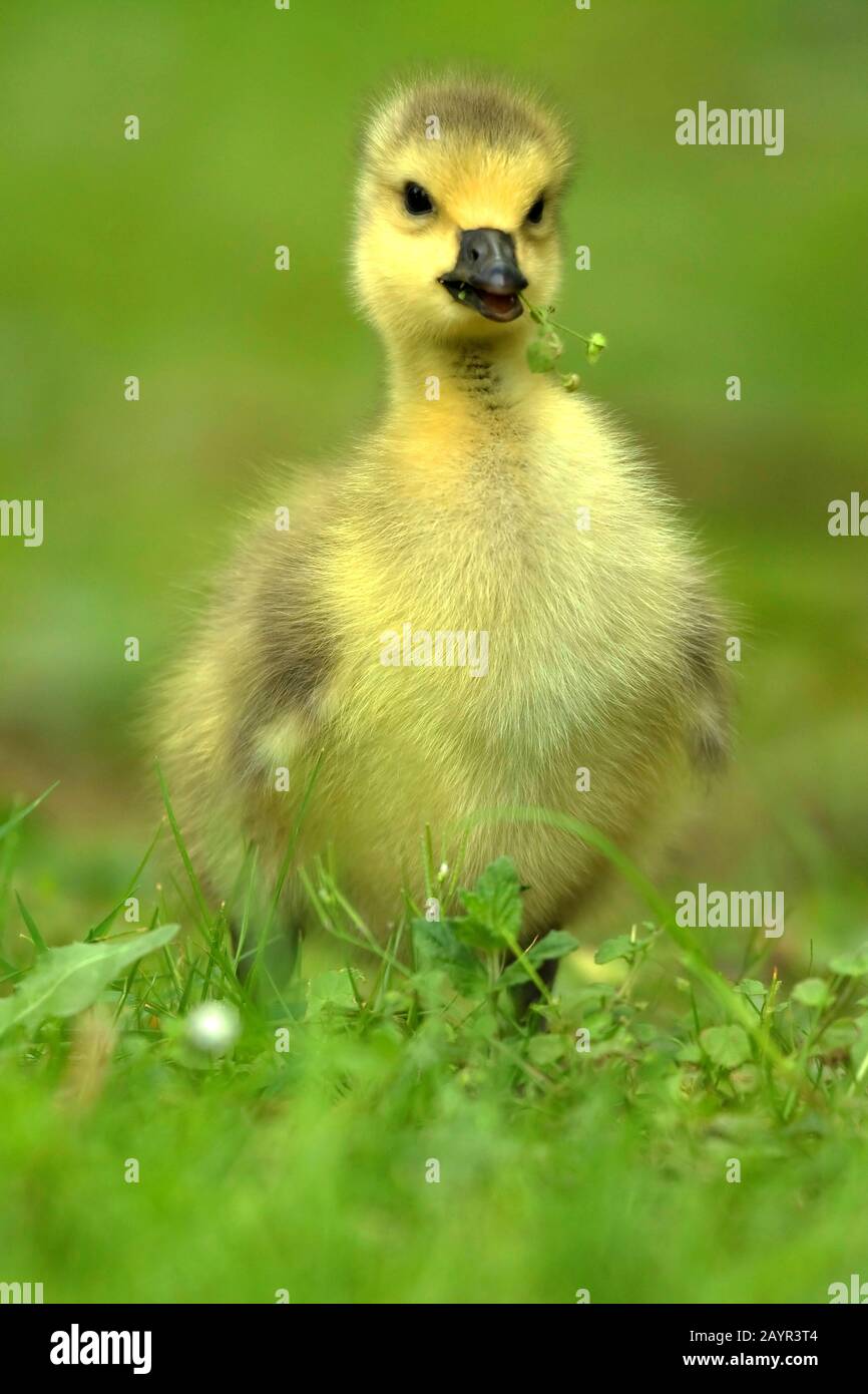 Canada goose (Branta canadensis), gosling of a Canada goose, Germany Stock Photo