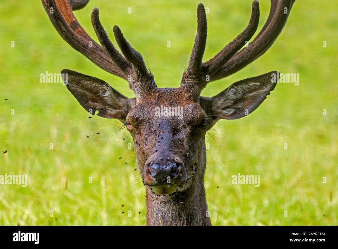red deer (Cervus elaphus), with a cloud of flies round his head, Austria, Tyrol Stock Photo