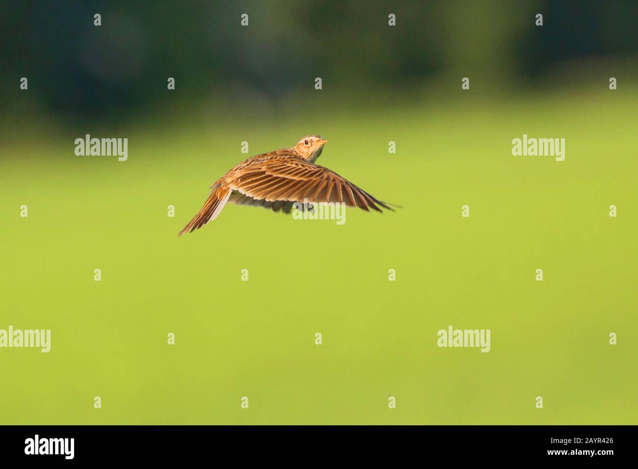Eurasian sky lark (Alauda arvensis), in flight, side view, Germany ...