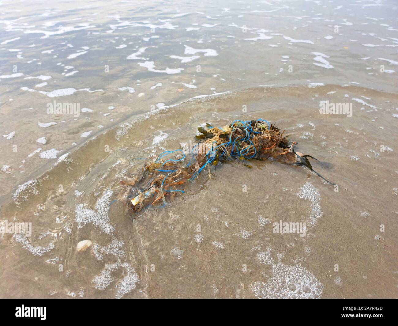 plastic and algae washed ashore, Netherlands, Noordwijk aan Zee Stock Photo