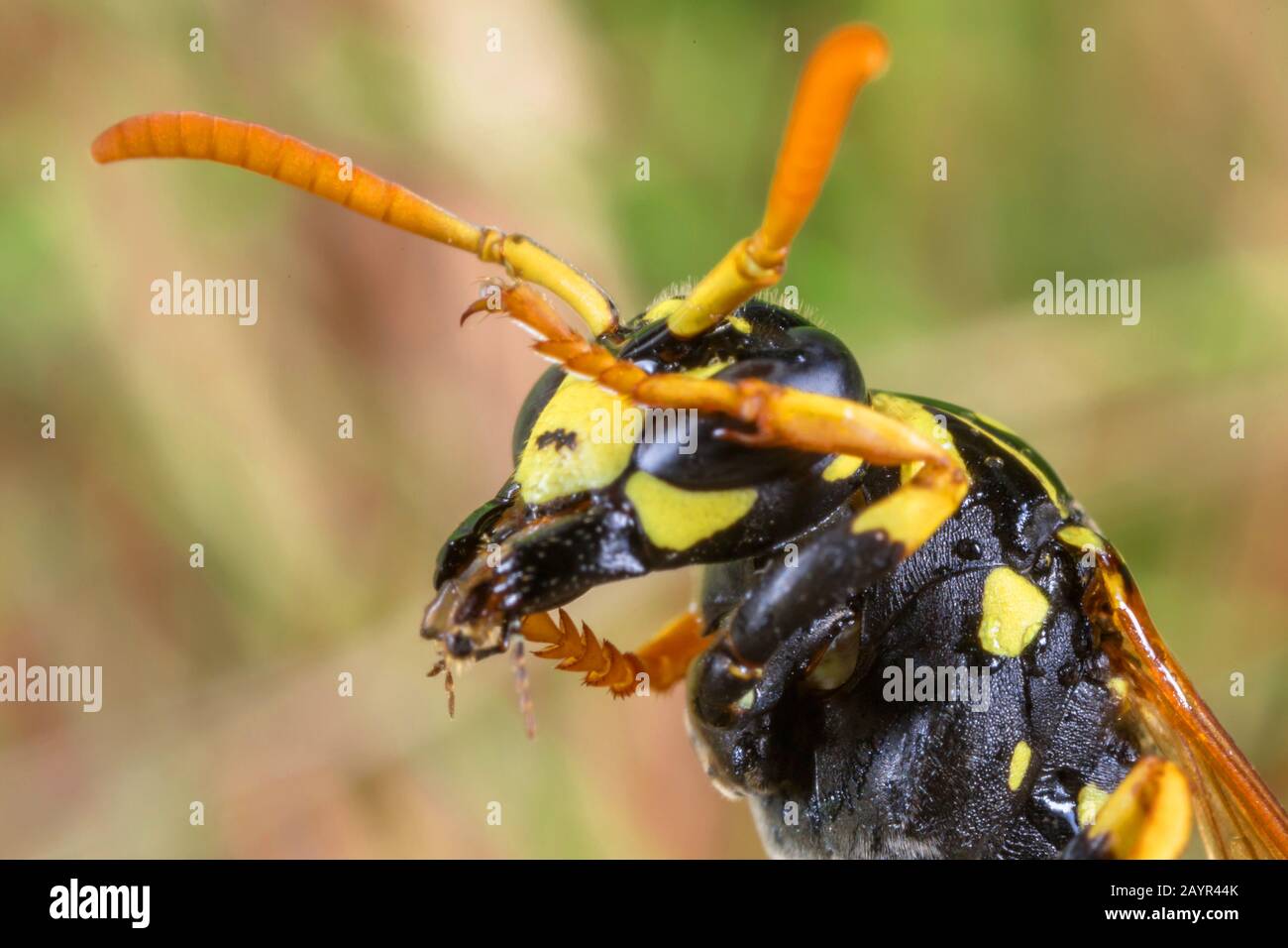 Paper wasp (Polistes gallica, Polistes dominula), cleans head, eyes and front legs, Germany, Bavaria, Niederbayern, Lower Bavaria Stock Photo