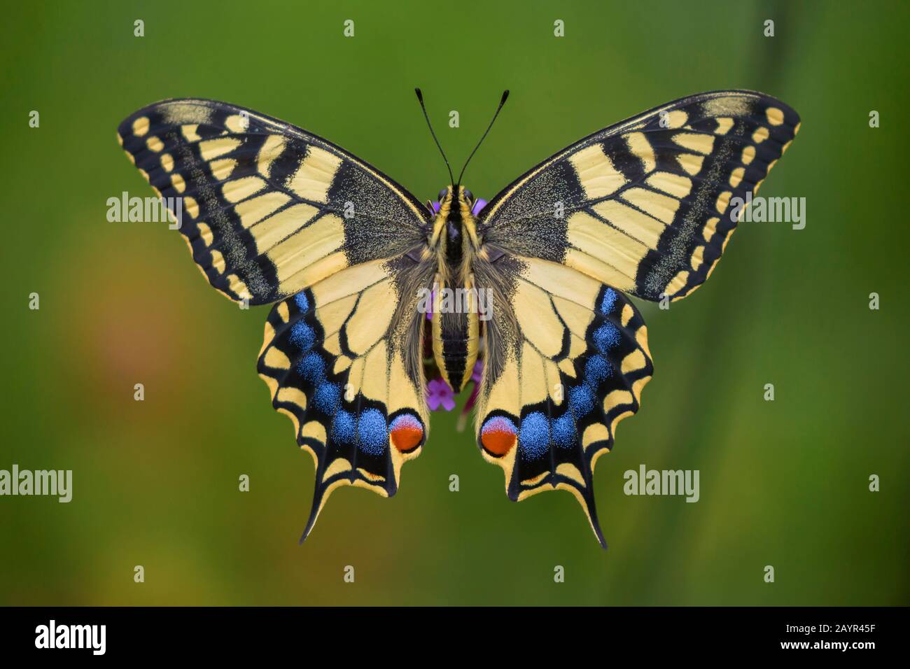 swallowtail (Papilio machaon), phobic posture in the morning, Germany, Bavaria, Niederbayern, Lower Bavaria Stock Photo