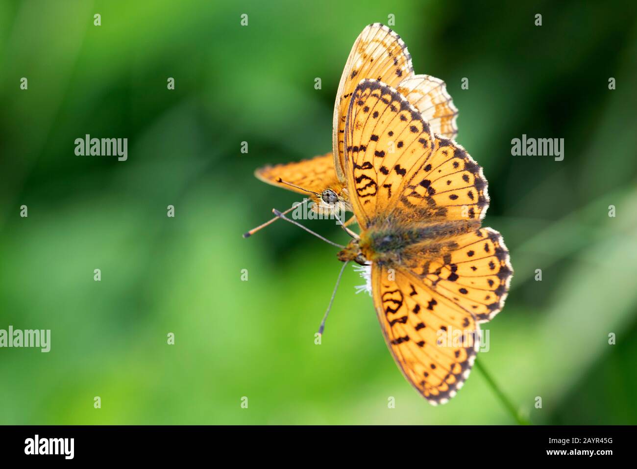 lesser marbled fritillary (Brenthis ino), two butterflies, Germany, Bavaria Stock Photo