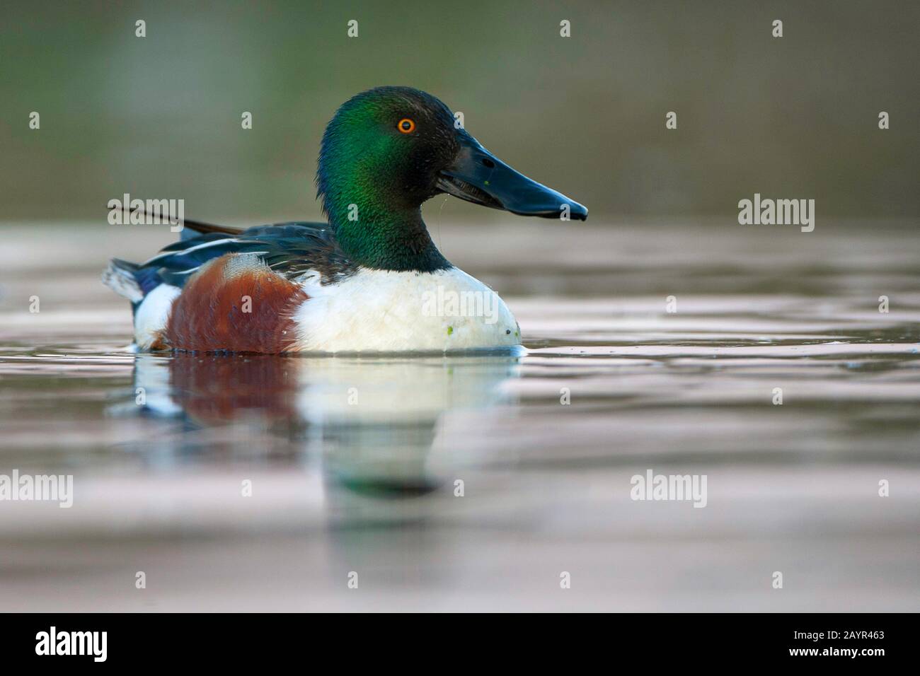 Lokeren hi-res stock photography and images - Alamy