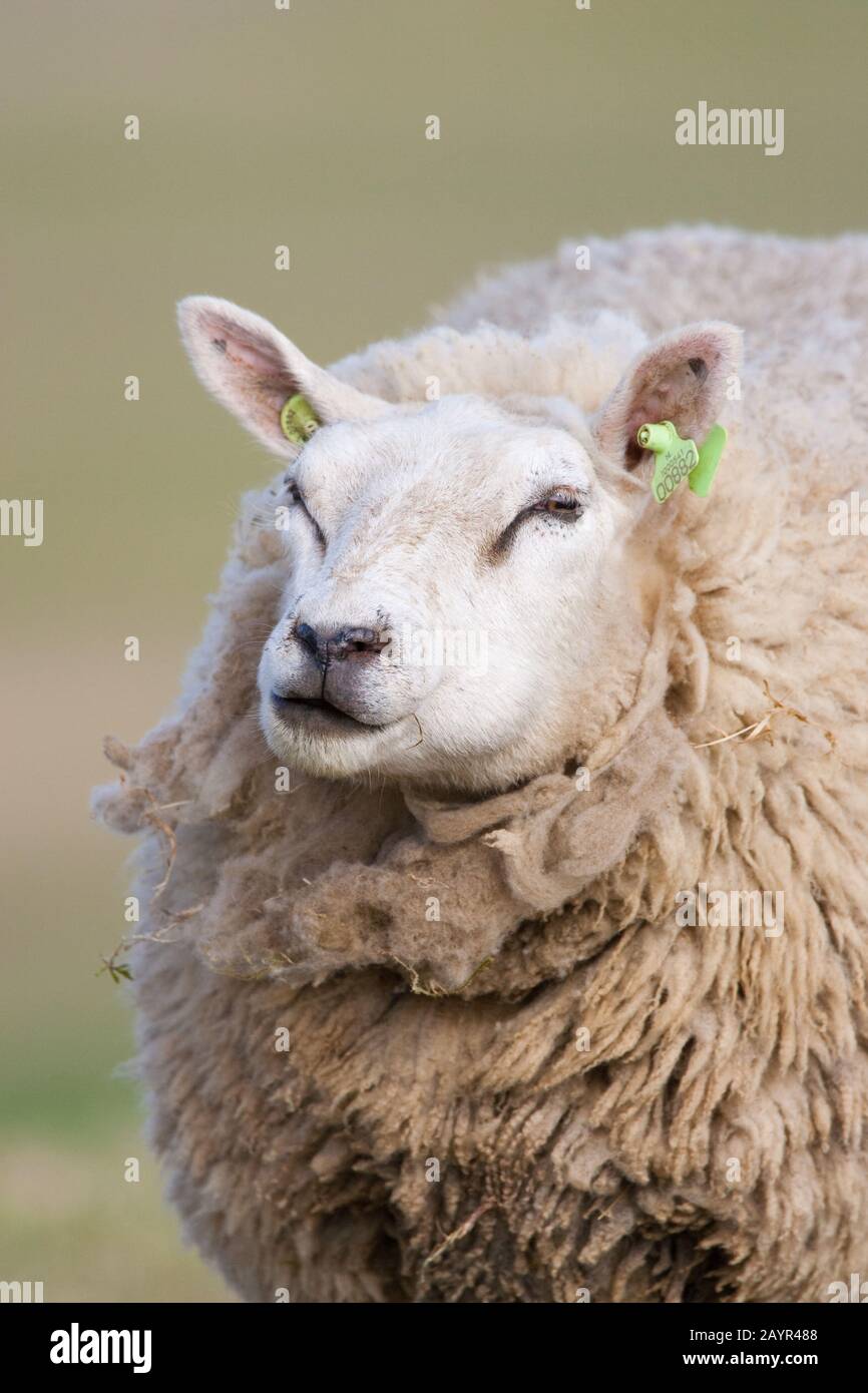 domestic sheep (Ovis ammon f. aries), portrait, front view, Netherlands Stock Photo