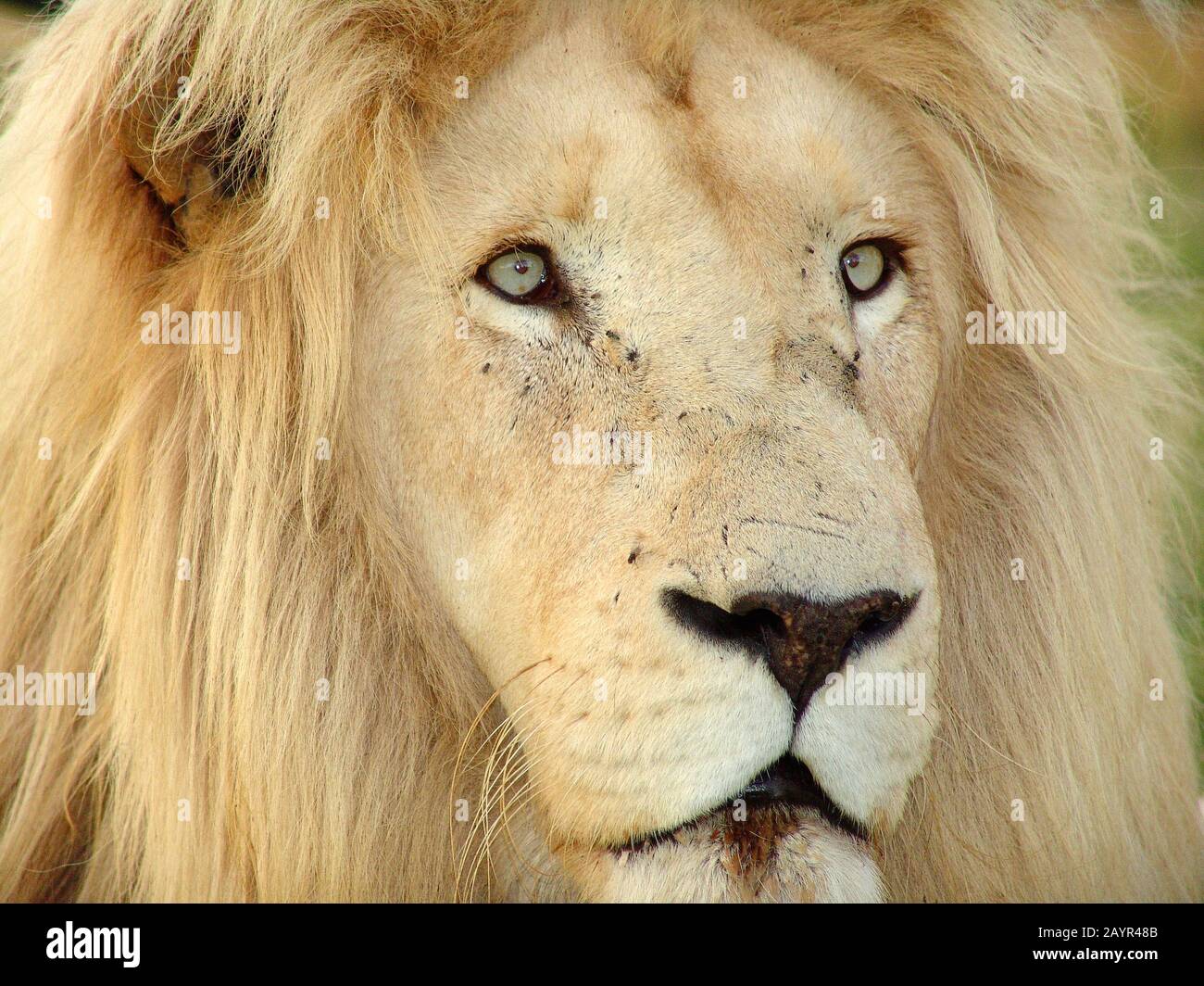 lion (Panthera leo), white lion, portraet, South Africa Stock Photo